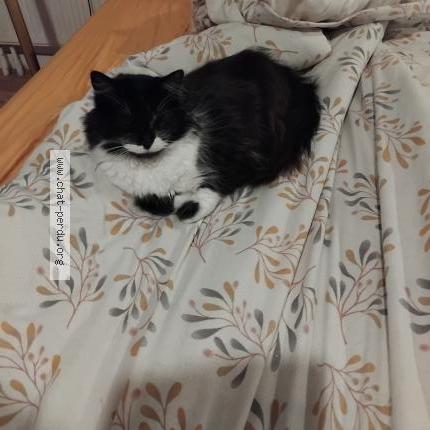 Photo 2/2 Cachou Chat lost in St philbert de grand lieu