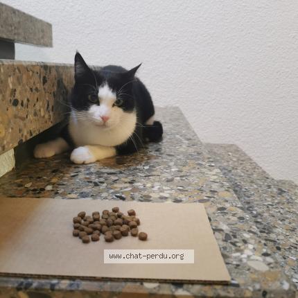 Photo 1/1 Found cat Found in Orbe