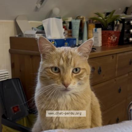 Photo 2/2 O&rsquo;Maley CAFFIN Chat lost in Ozouer le voulgis