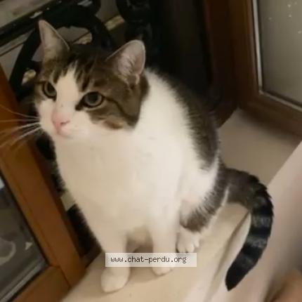 Photo 1/1 Maurice Chat lost in Neuilly plaisance