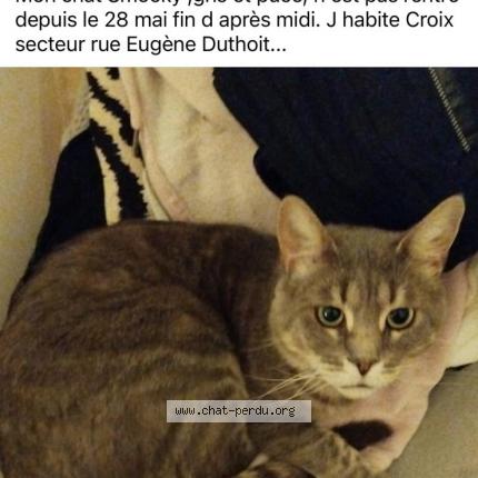 Photo 1/1 Carolune Auchart Chat lost in Croix