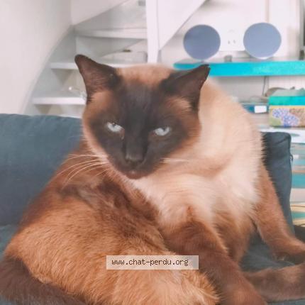 Photo 1/1 Hatuey Chat lost in Saint vulbas