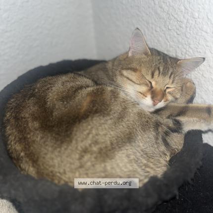 Photo 1/1 Pago Chat lost in Maringues