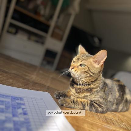 Photo 1/1 Kiira Chat lost in Capelle au bois