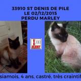Picture of cat lost at Saint Denis De Pile
