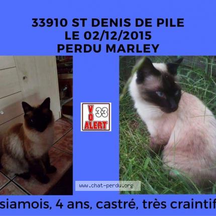 Photo 1/1 Marley Chat lost in Saint denis de pile