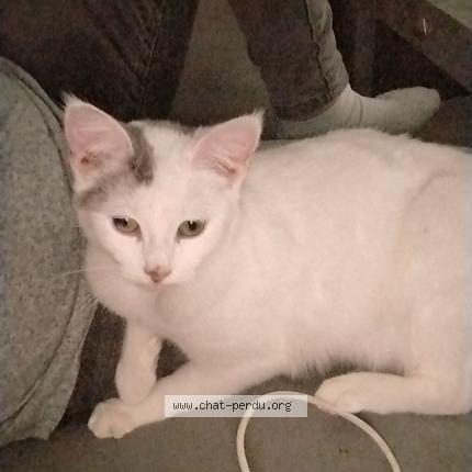 Photo 1/1 Jasmine Chat lost in Malemort