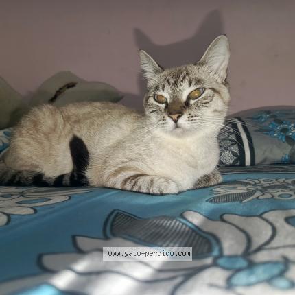 Photo 1/1 Leia Chat lost in Piedecuesta