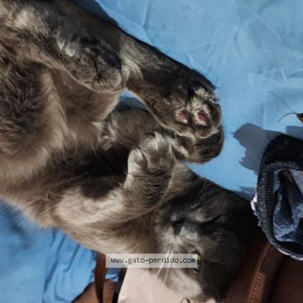 Photo 1/1 Gangfal Chat lost in Montevideo