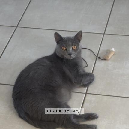 Photo 1/1 Chatchat Chat lost in Estivareilles