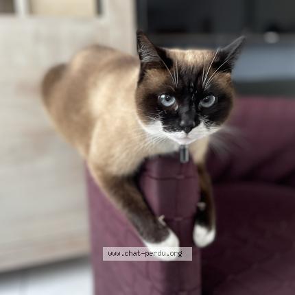 Photo 1/1 Shanel Chat lost in Vendin le vieil