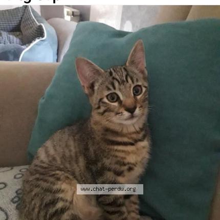 Photo 1/1 Filou Chat lost in Insming