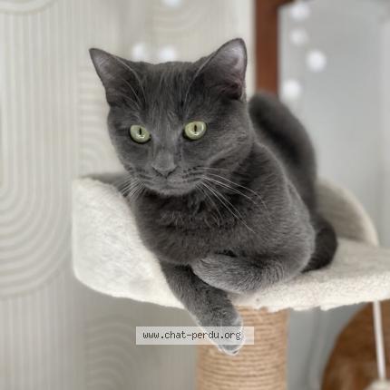 Photo 1/1 Yara Chat lost in Asnieres la giraud