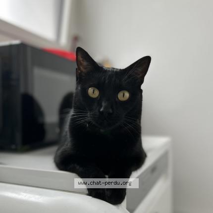 Photo 1/1 Spooky Chat lost in Tremblay en france