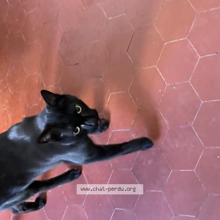 Photo 1/1 Found cat Found in Marseille