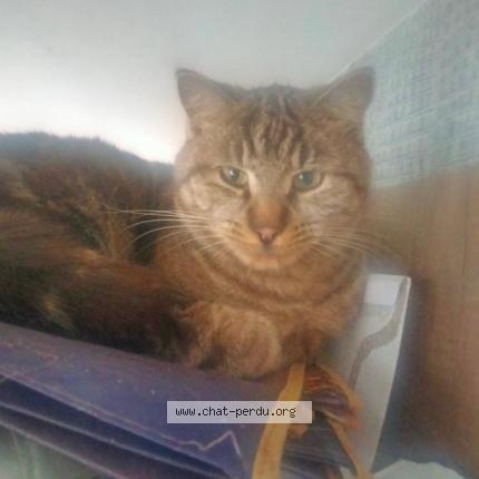 Photo 1/1 Crapouille Chat lost in Gray la ville