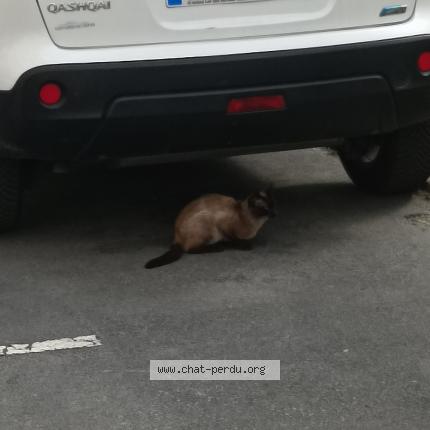 Photo 1/1 Found cat Found in 94500 champigny sur marne