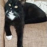 Picture of cat lost at Toulouse