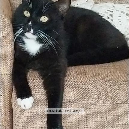 Photo 1/1 ALPHONSE Chat lost in Toulouse