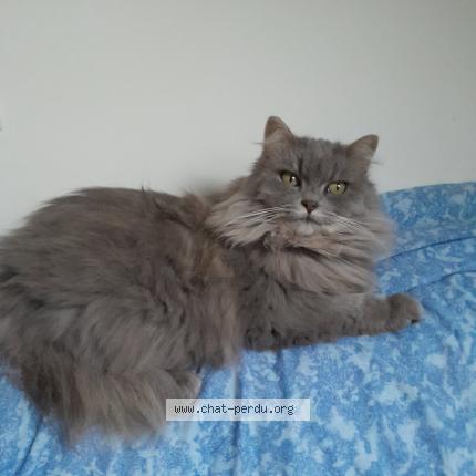 Photo 1/1 Pockie Chat lost in La turballe