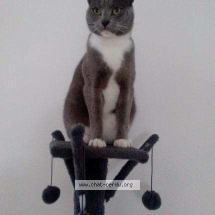 Photo 1/1 TITUS Chat lost in Zutkerque