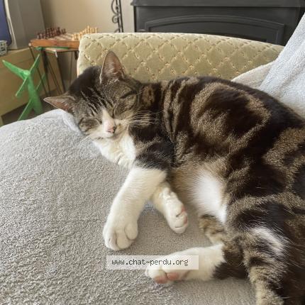 Photo 1/1 Minouche Chat lost in Chaumes en retz