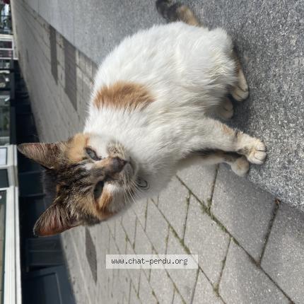 Photo 1/1 Found cat Found in Valenciennes