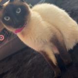 Picture of cat lost at Ressons L Abbaye