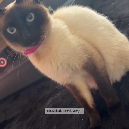 Photo 1/1 Bella Chat lost in Ressons l abbaye