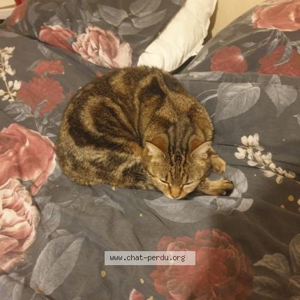 Photo 1/1 Lakshmi Chat lost in Bruges