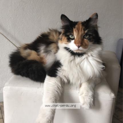 Photo 1/1 Mimi Chat lost in Bayonne