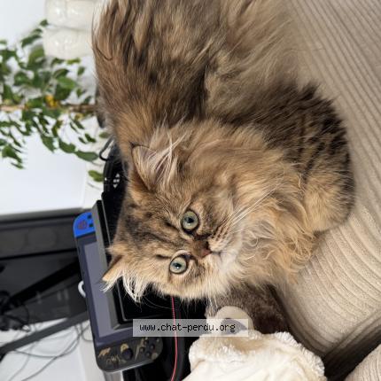 Photo 1/1 Neko Chat lost in Saint augustin
