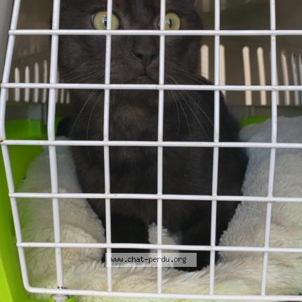 Photo 1/1 Found cat Found in Le mans