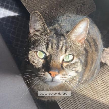 Photo 1/1 Mia Chat lost in Alencon