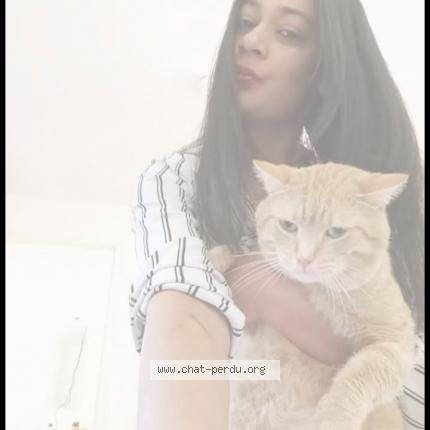 Photo 1/1 Tigrou Chat lost in Lorient