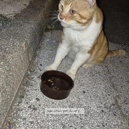 Photo 1/1 Found cat Found in La valette du var