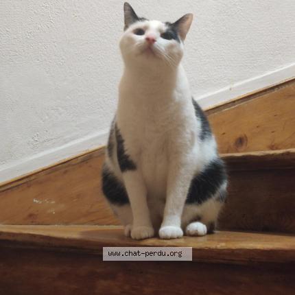 Photo 1/1 Snow Chat lost in Thionville