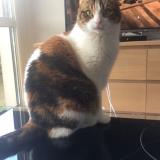 Picture of cat lost at Giberville