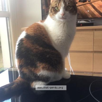 Photo 1/1 Tchoupi Chat lost in Giberville