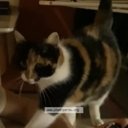 Photo 1/1 Mimi Chat lost in Fourques sur garonne