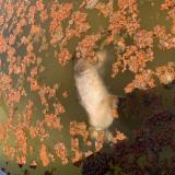 Picture of cat found at Montigne Sur Moine