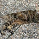 Picture of cat found at La Defense