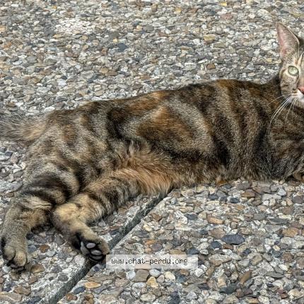 Photo 1/1 Found cat Found in La defense