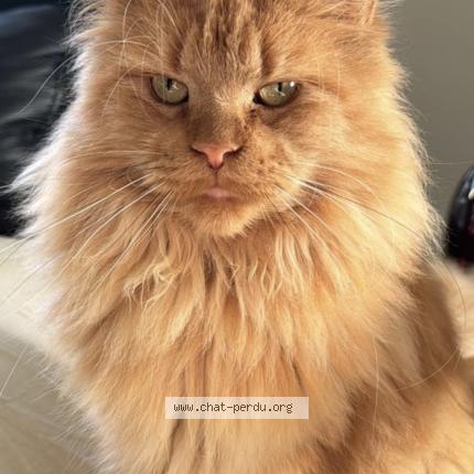 Photo 1/1 Tina Chat lost in Landerneau