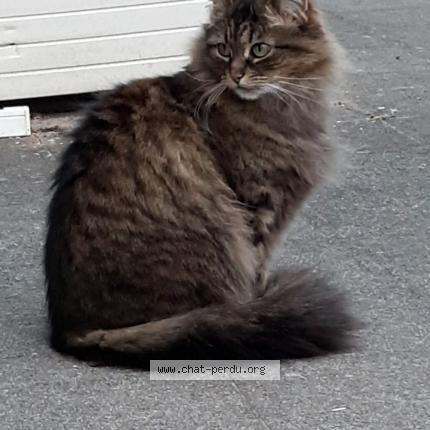 Photo 1/1 Mumun Chat lost in Brest