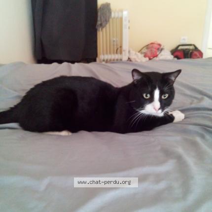 Photo 1/1 Mimi Chat lost in Castillon la bataille