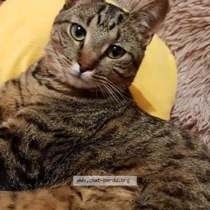 Photo 1/1 Ivy Chat lost in Douvaine
