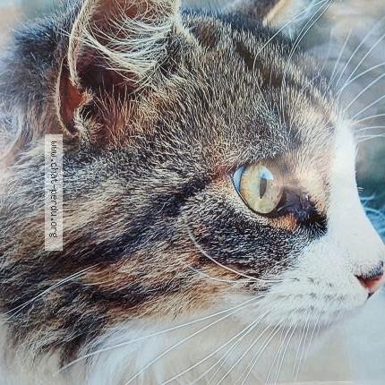 Foto van vermiste kat in Ceroux Mousty