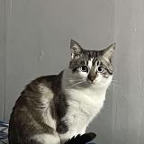 Picture of cat lost at Montgeron