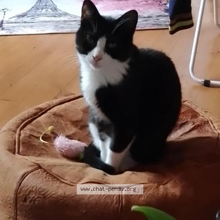 Photo 1/1 MICKY Chat lost in Grenoble